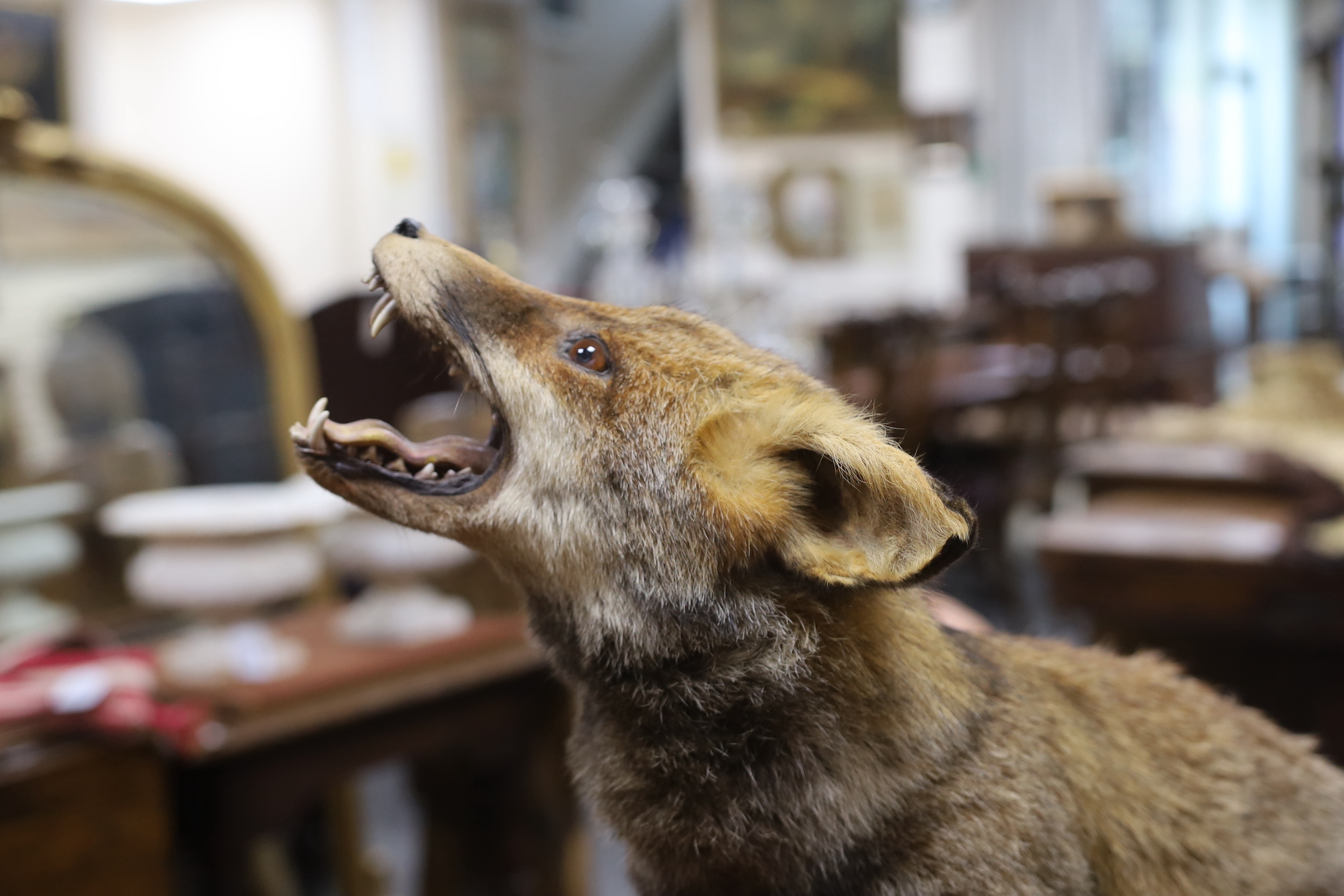 A taxidermy model of a fox on oval wooden stand, 100cms long (from head to tail)